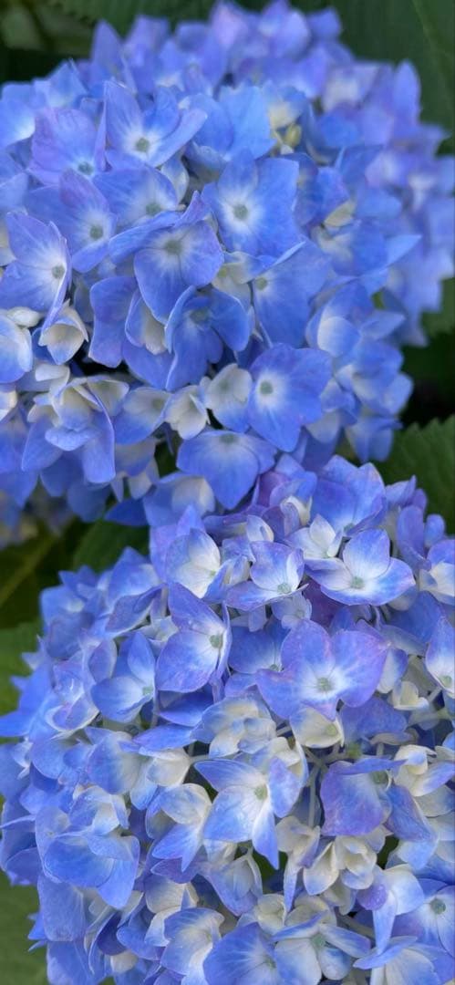 紫陽花特大10号鉢　開花中　希少紫陽花桜のころ小苗オマケ付き