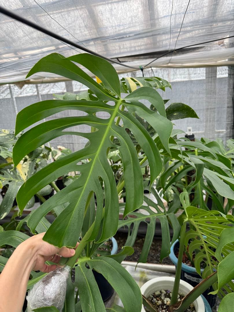 モンステラ　デリシオーサ　Sp. ヴェーラ・クルース　成長点カット　葉っぱ2枚