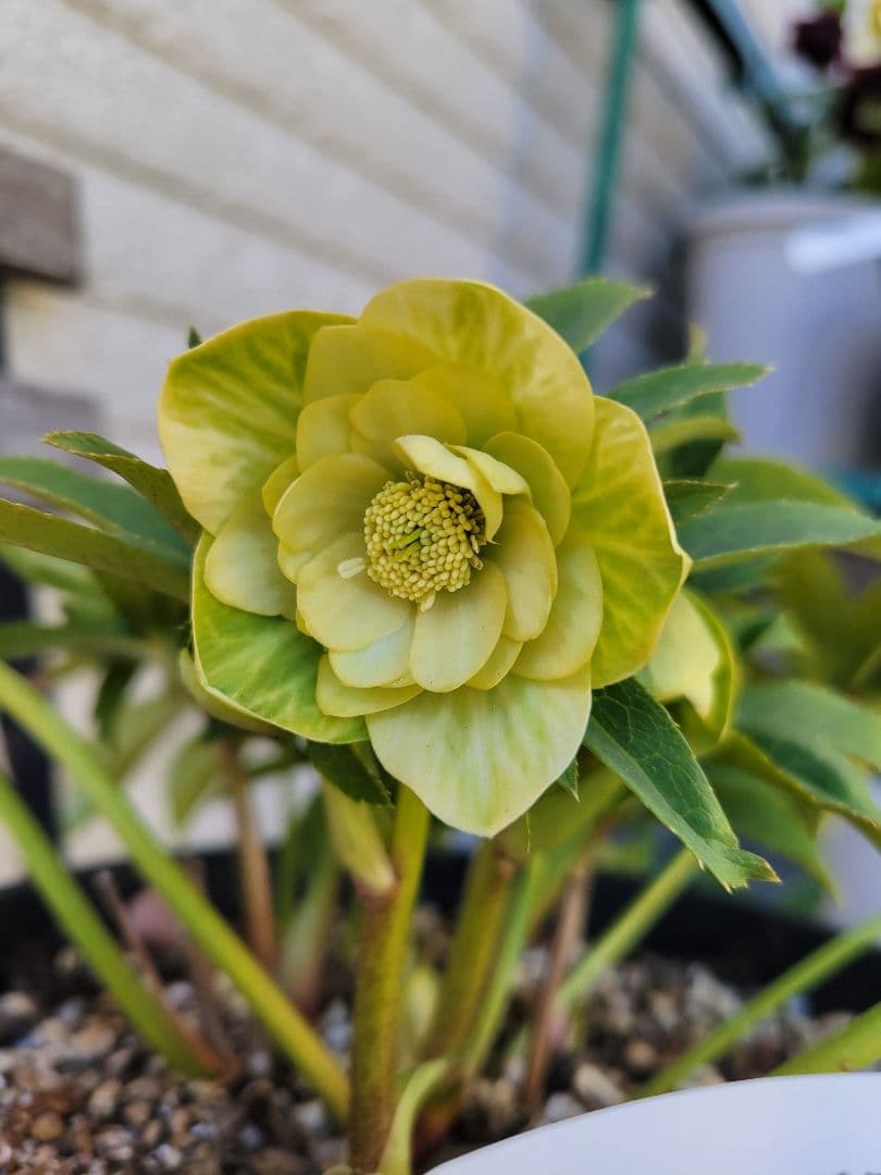 広瀬園芸　クリスマスローズ　ダブル