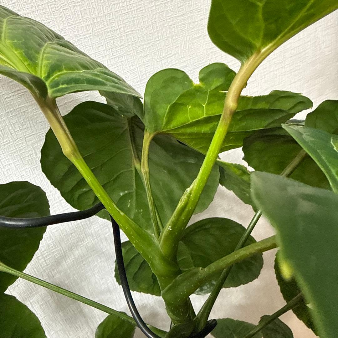 ポリシャス フリスビー スマイル