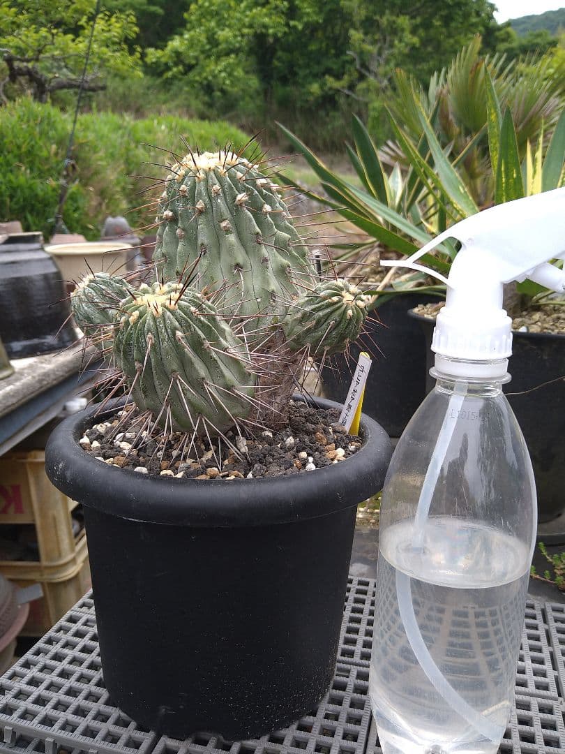 コピアポア黒士冠　現地球　発根管理中