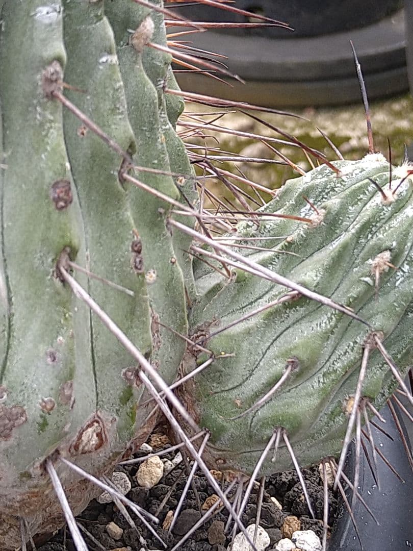 コピアポア黒士冠　現地球　発根管理中