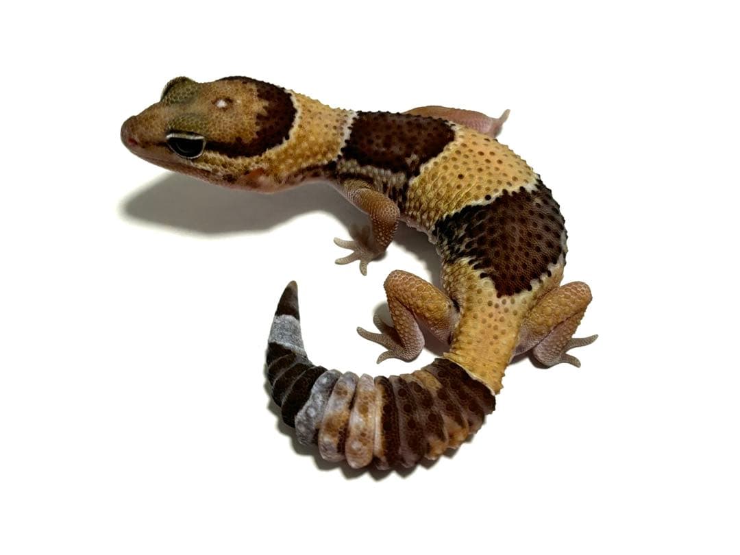 冷凍クロコL約1000匹1kg冷凍コオロギ