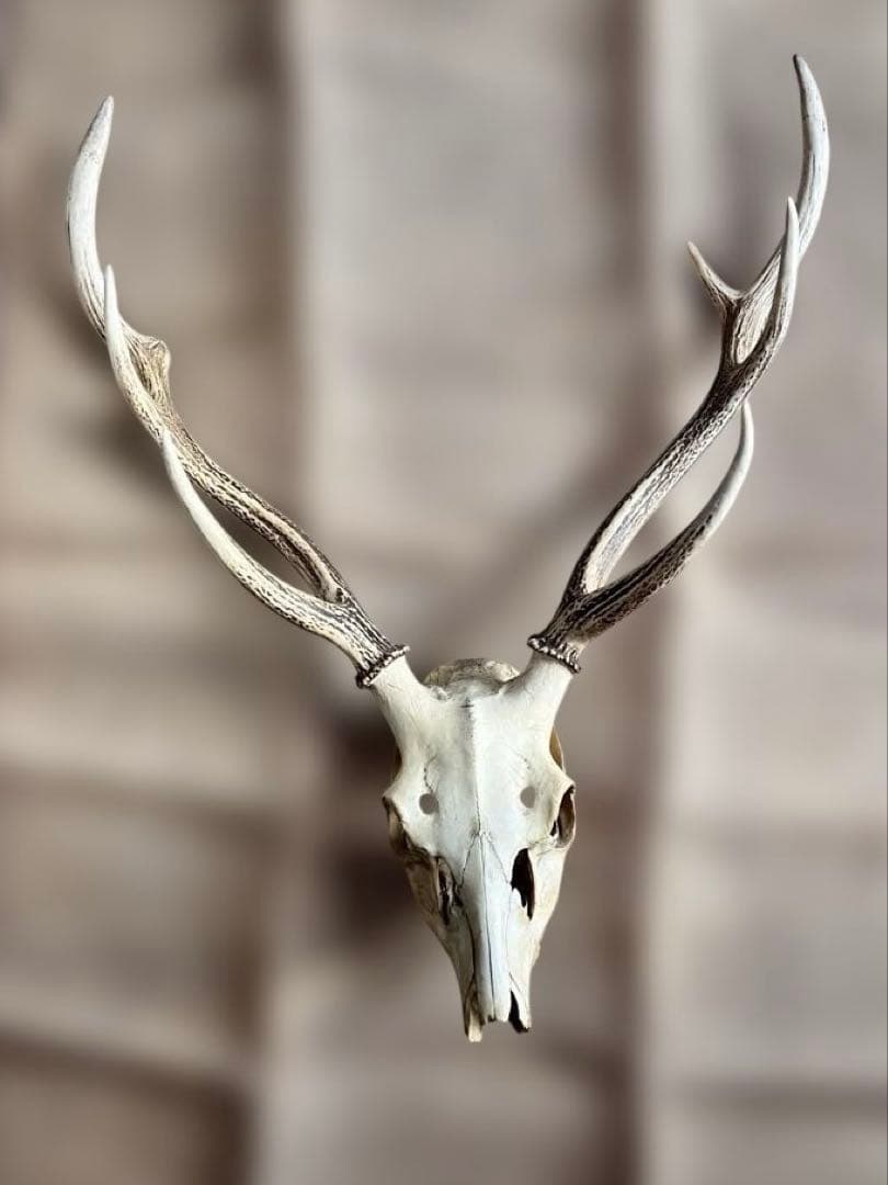 鹿の角　ハンティングトロフィー　ニホンジカ