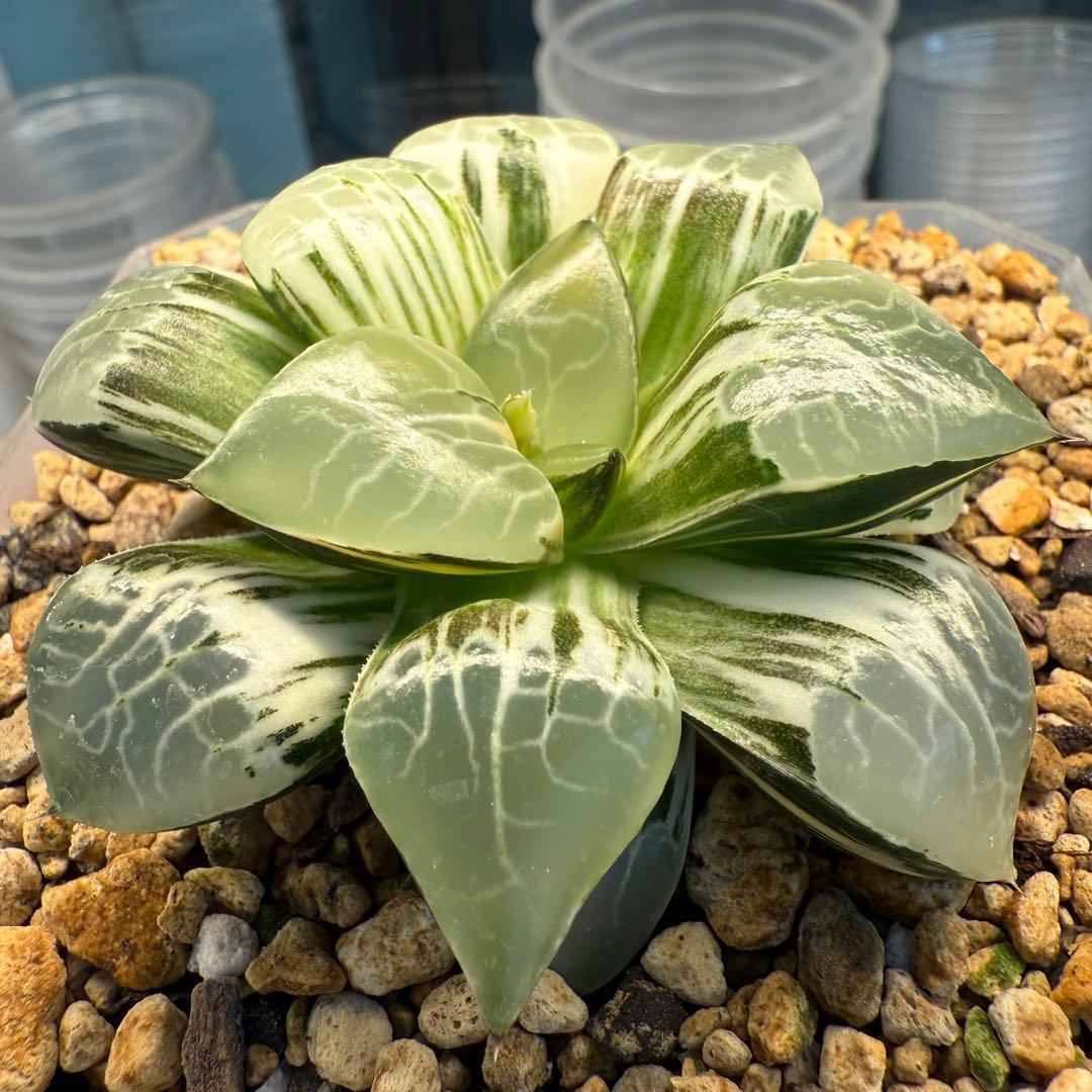 多肉植物 ハオルチア 珍しい火鳳凰錦 完璧錦 新入荷 10cm鉢 鉢そのまま発送