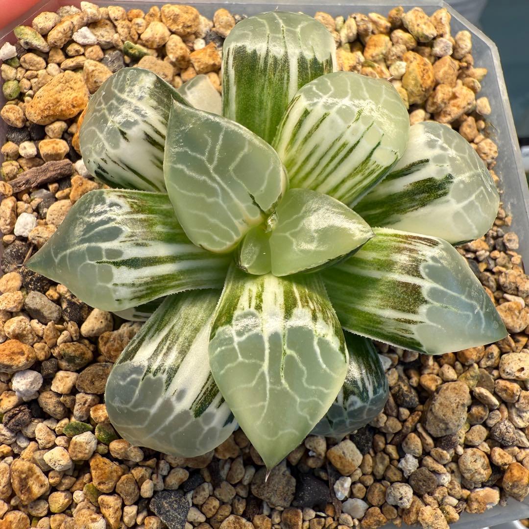 多肉植物 ハオルチア 珍しい火鳳凰錦 完璧錦 新入荷 10cm鉢 鉢そのまま発送