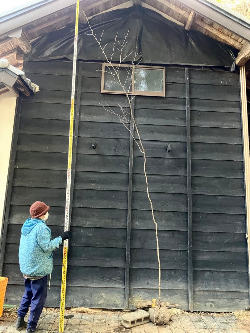 山採り　ヤマザクラ