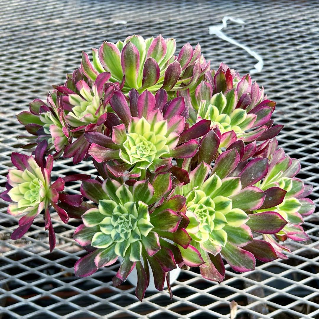 週末限定‼️アエオニウム　天合錦　花束型　抜き苗　特大　美苗