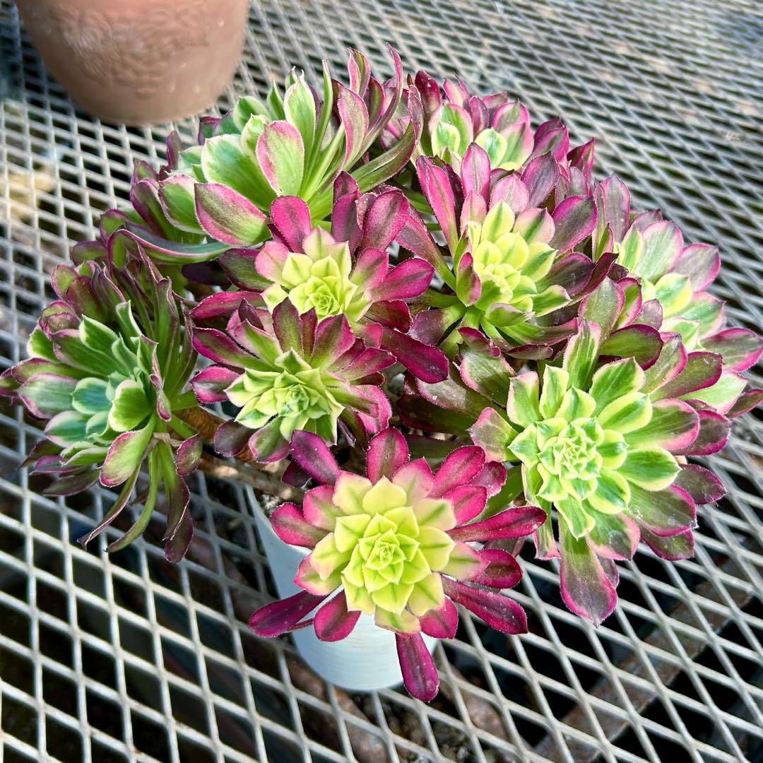 週末限定‼️アエオニウム　天合錦　花束型　抜き苗　特大　美苗