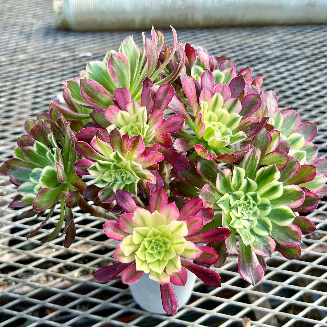 週末限定‼️アエオニウム　天合錦　花束型　抜き苗　特大　美苗