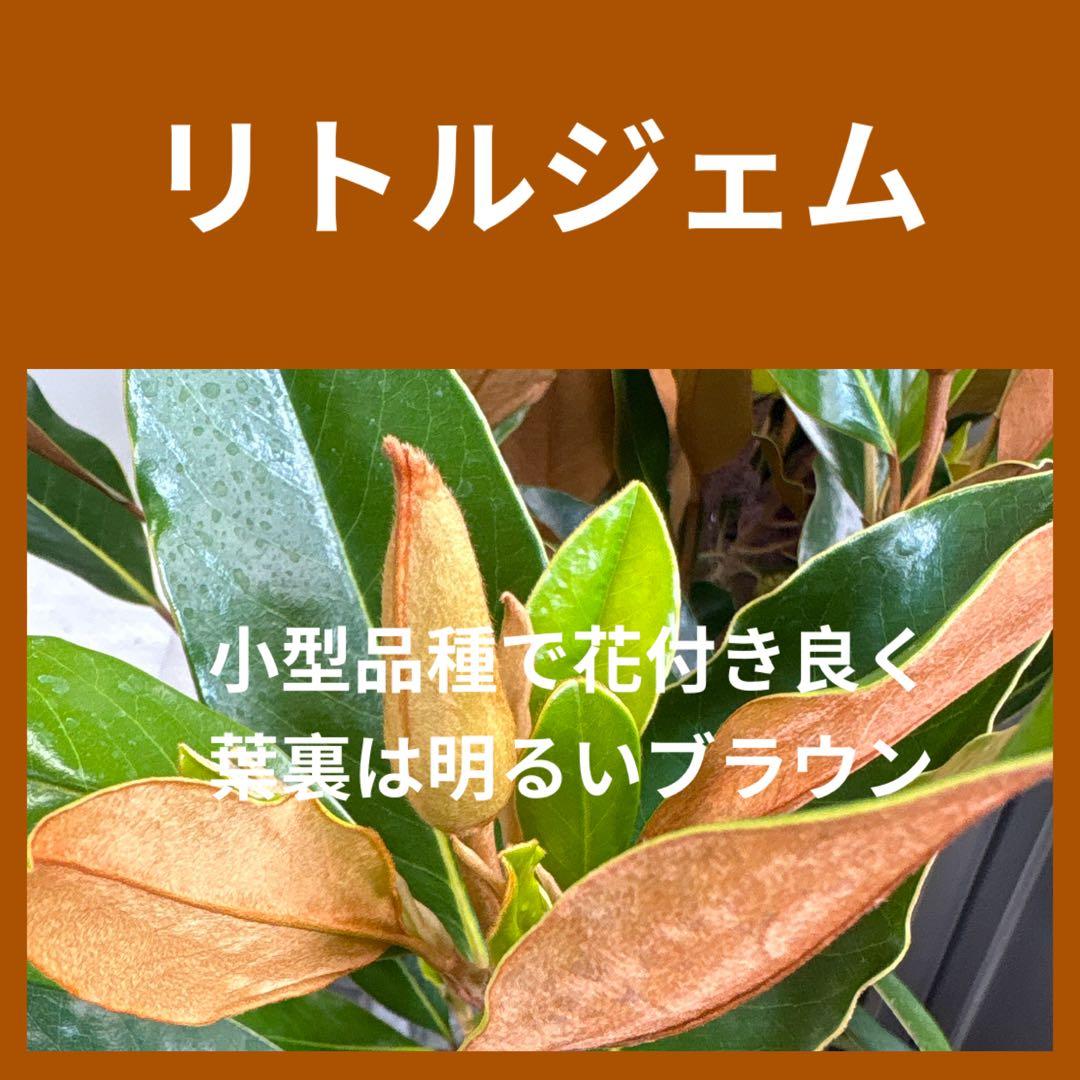 16. リトルジェム マグノリア 泰山木 タイサンボク 苗 苗木 小型品種