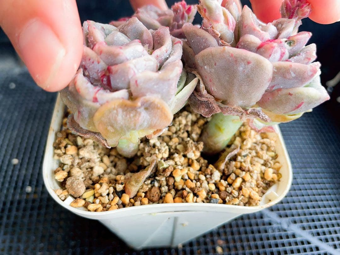 ラブリーローズ錦　83 赤斑　　エケベリア 超美斑　多肉植物　三頭