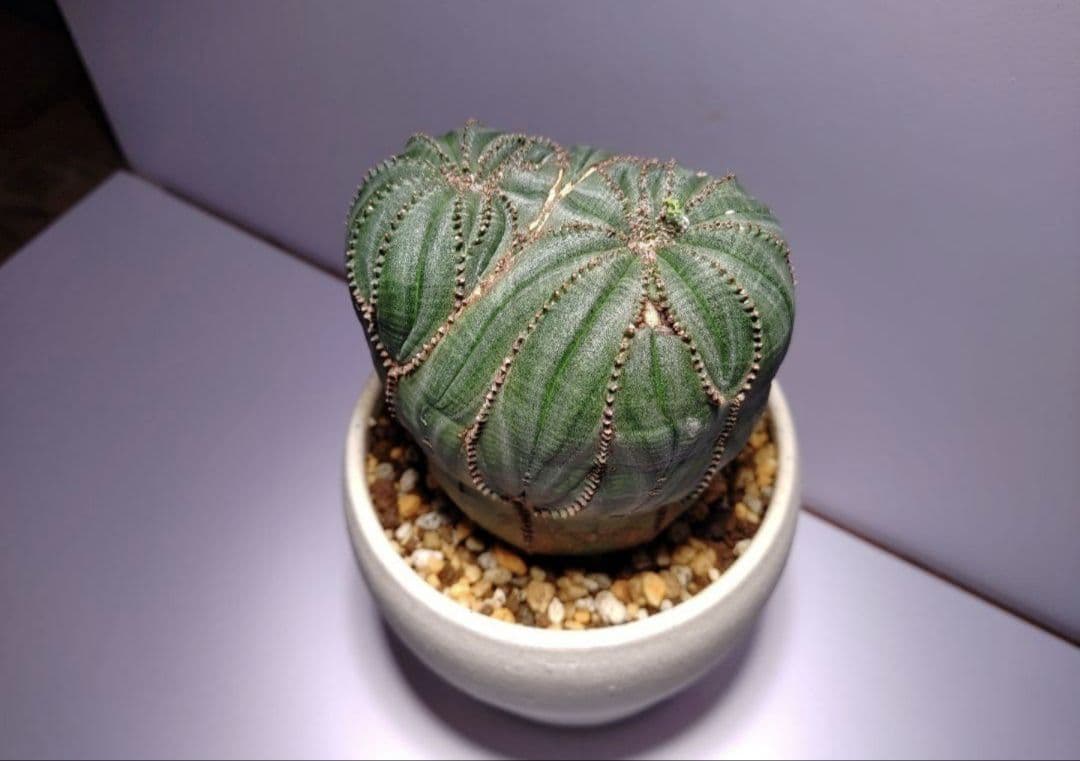 けい 巨大 ユーフォルビア オベサ Euphorbia obesa 選抜