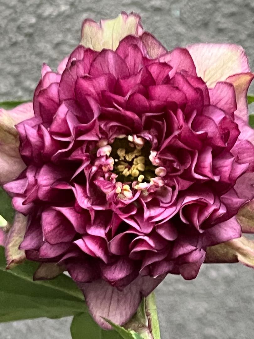 クリスマスローズ　超多弁