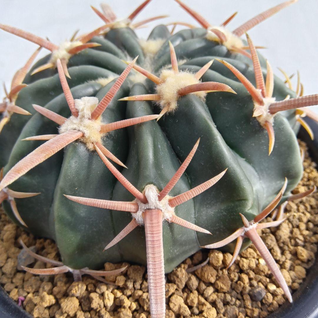 【美球大苗】綾波ホマロケファラ国内繁殖サボテン（太平丸花王丸雷帝翠平丸）