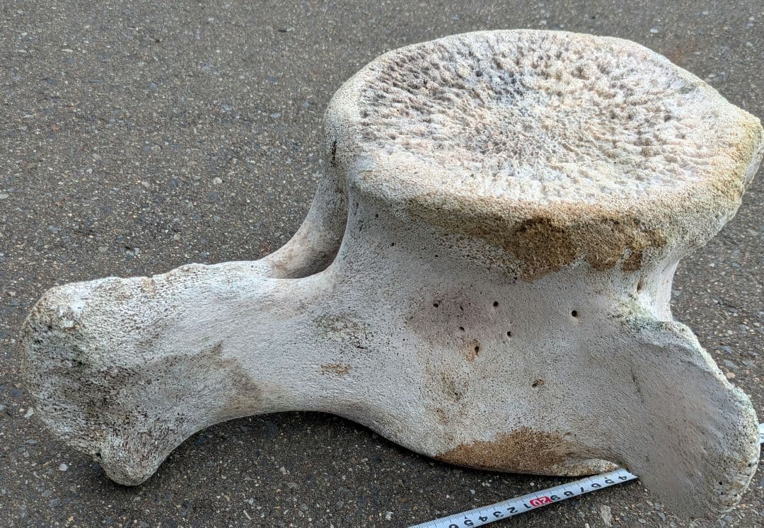 クジラの骨？　海で拾ったバカデカい骨