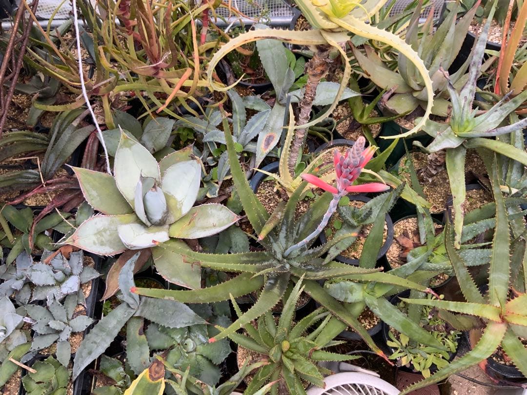 アガベ・アロエ・サボテンまとめ売り (多肉植物・サボテン)