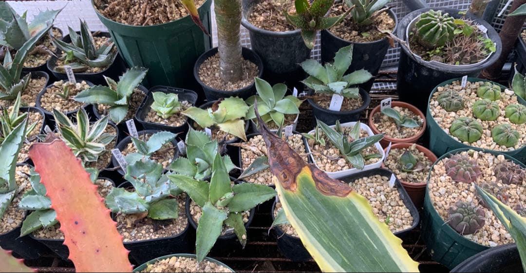 アガベ・アロエ・サボテンまとめ売り (多肉植物・サボテン)
