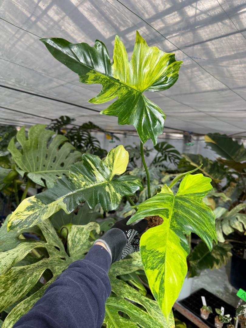 N5 フィロデンドロン　キティナ　健康カット苗