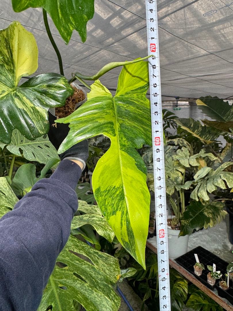 N5 フィロデンドロン　キティナ　健康カット苗