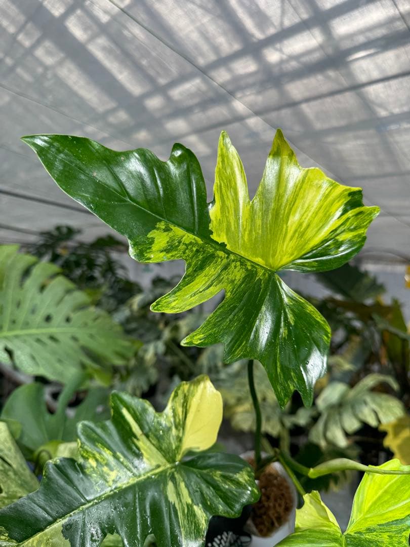 N5 フィロデンドロン　キティナ　健康カット苗