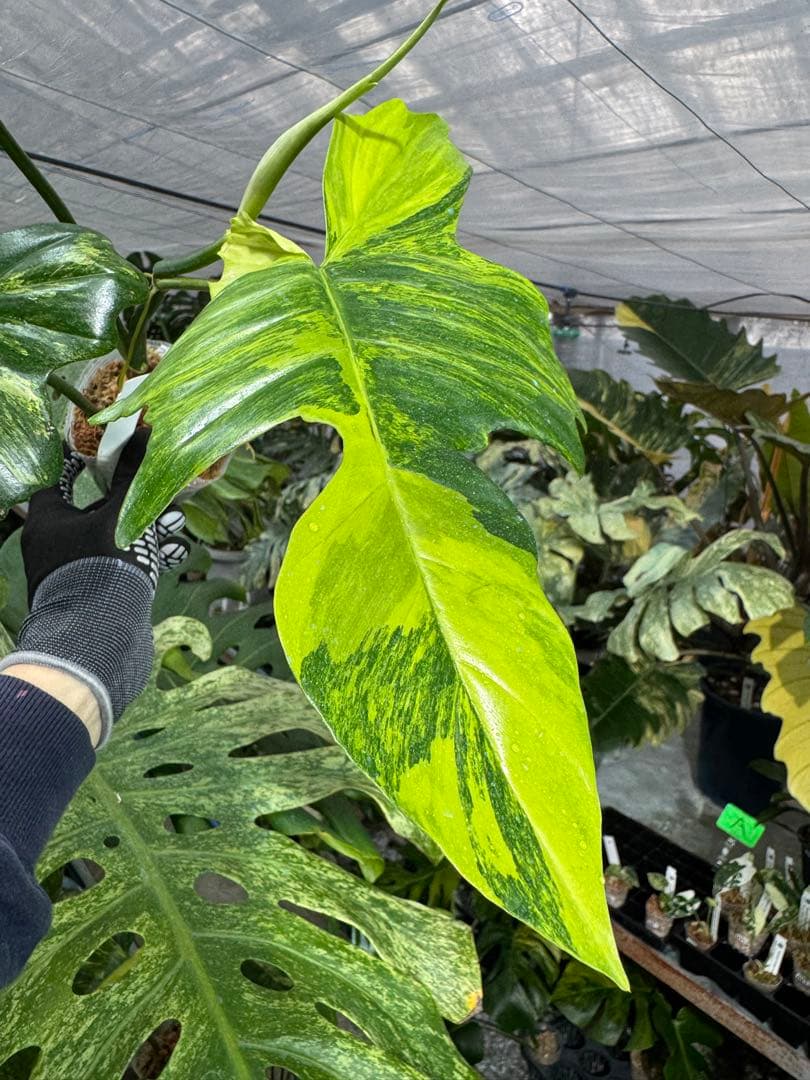 N5 フィロデンドロン　キティナ　健康カット苗