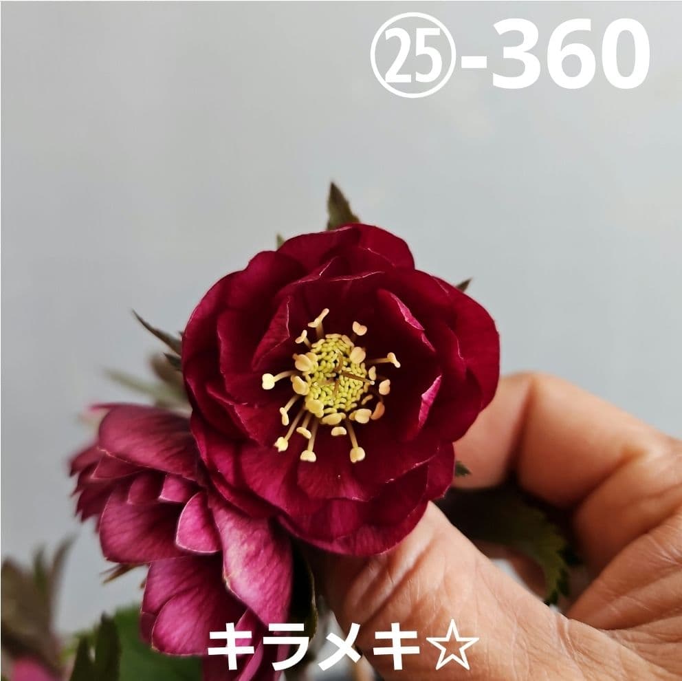 のぶさん様ご購入苗㉕-360クリスマスローズ