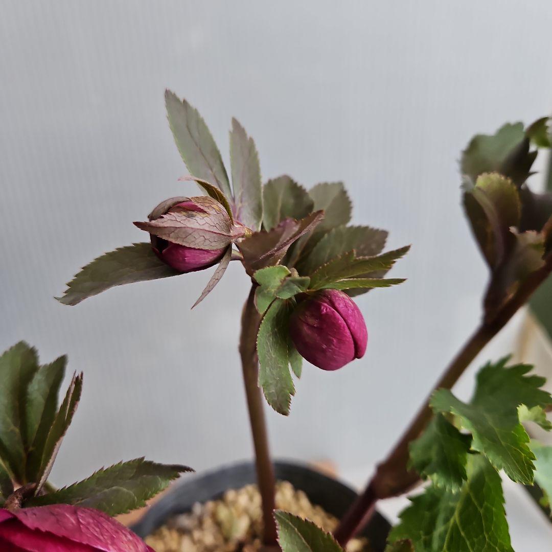 のぶさん様ご購入苗㉕-360クリスマスローズ