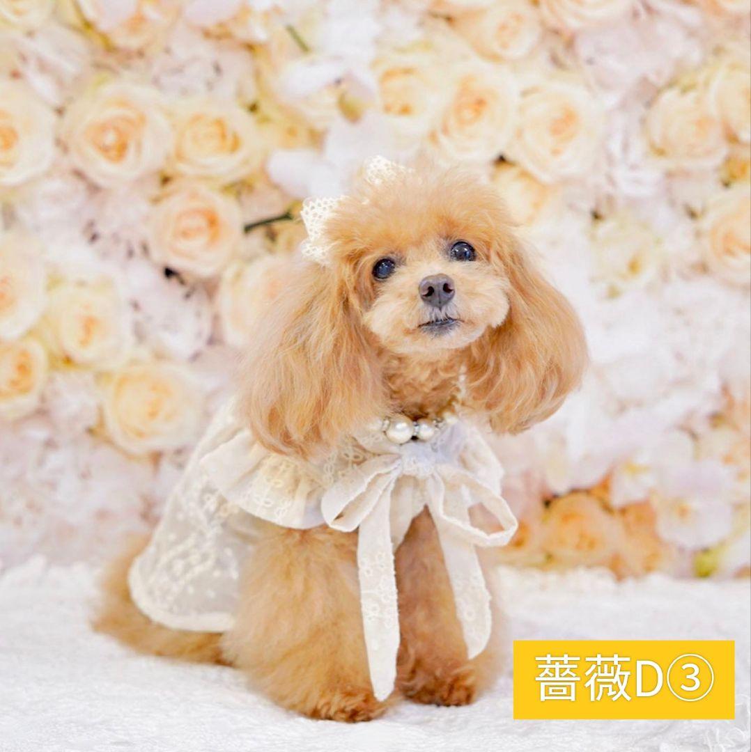 背景布【紫陽花C】サンプル　ペット、トリミング、キッズ撮影用フォトブース　梅雨