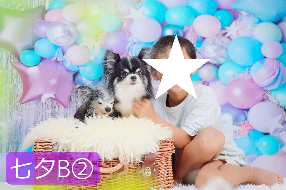 背景布【紫陽花C】サンプル　ペット、トリミング、キッズ撮影用フォトブース　梅雨