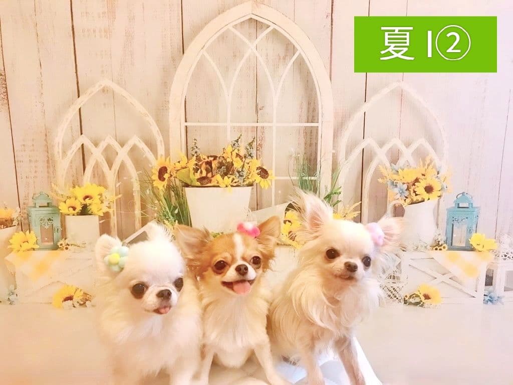 背景布【紫陽花C】サンプル　ペット、トリミング、キッズ撮影用フォトブース　梅雨