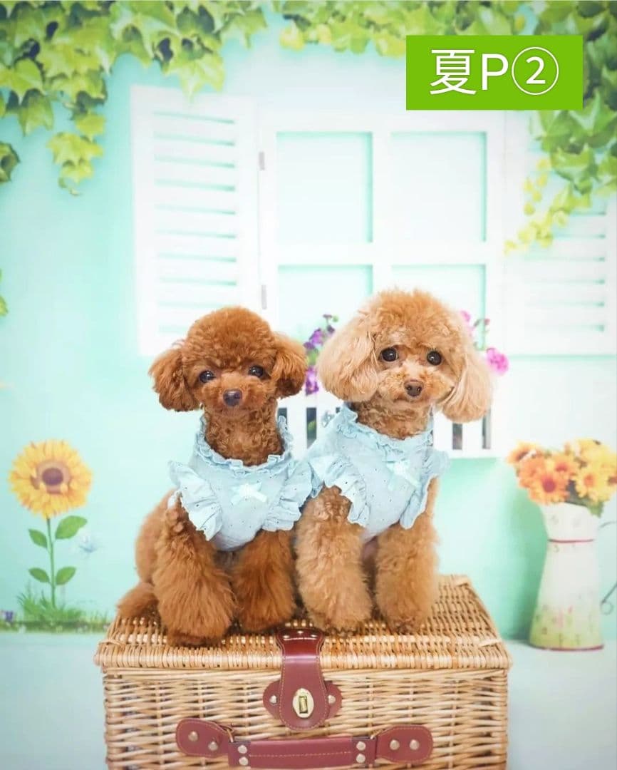 背景布【紫陽花C】サンプル　ペット、トリミング、キッズ撮影用フォトブース　梅雨