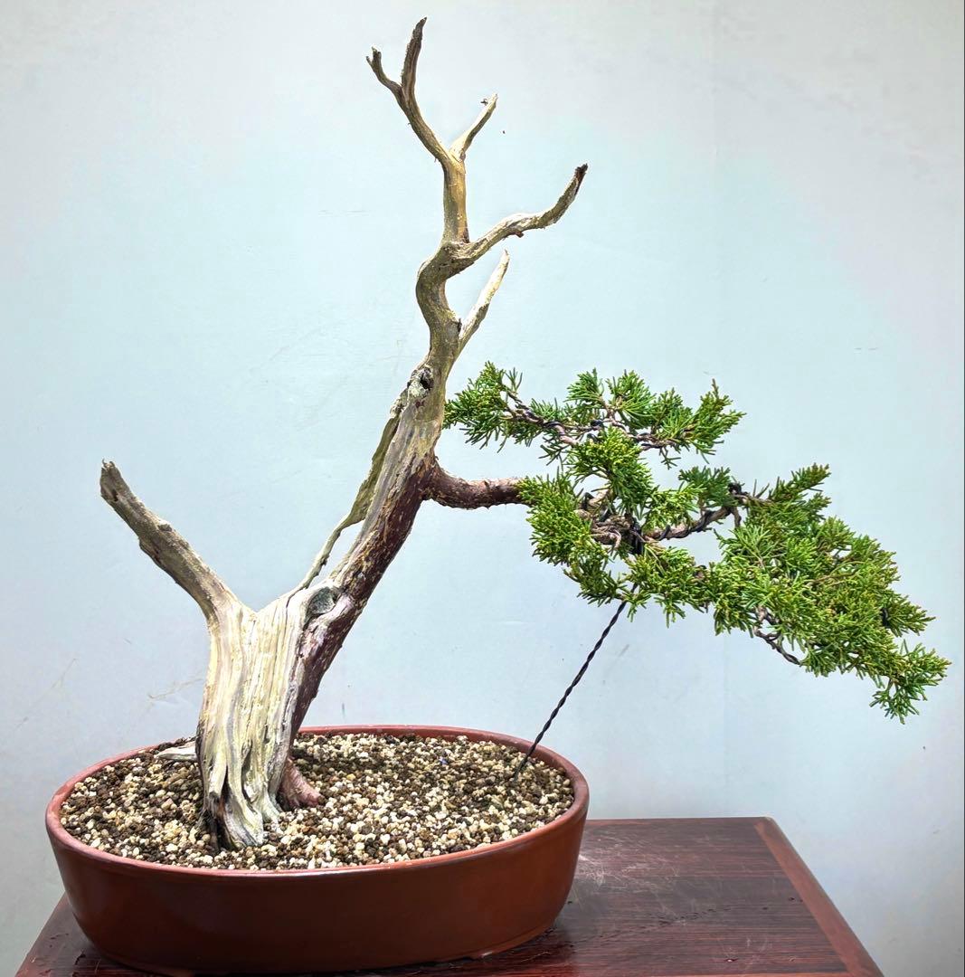 s*8様 真柏盆栽
