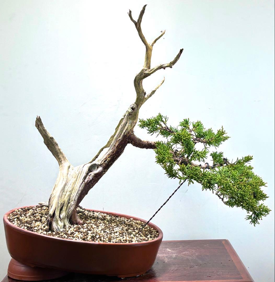 s*8様 真柏盆栽