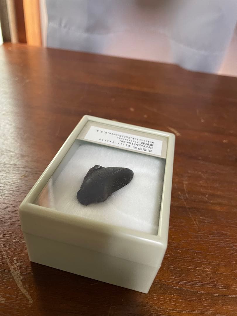 水生甲虫 水甲虫
