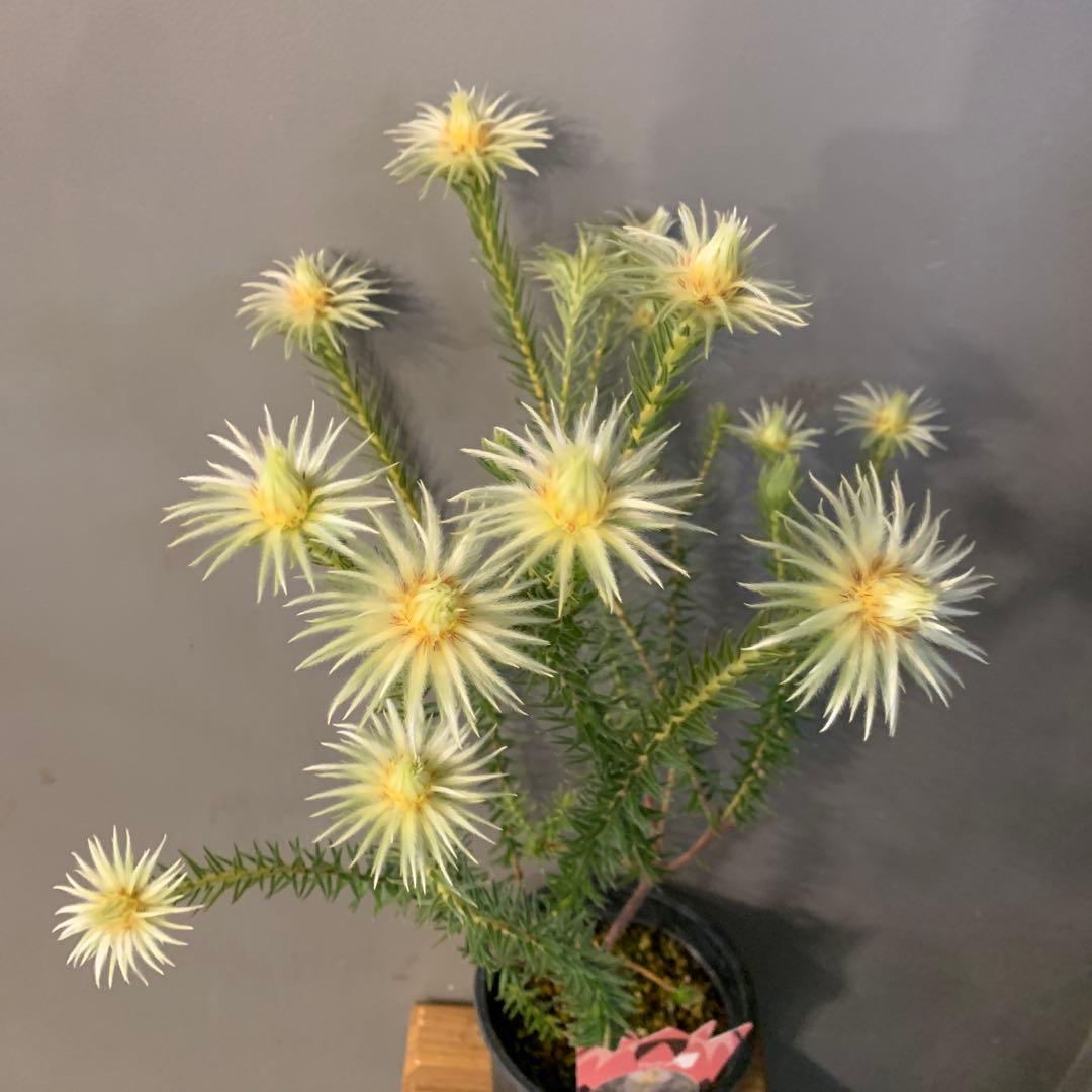 希少 フィリカ プベッセンス ハイドラ 2