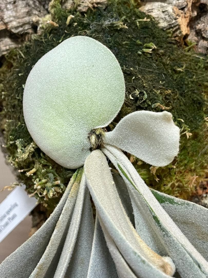 特白 大株P. Willinckii Sirius sporing ウィリンキー