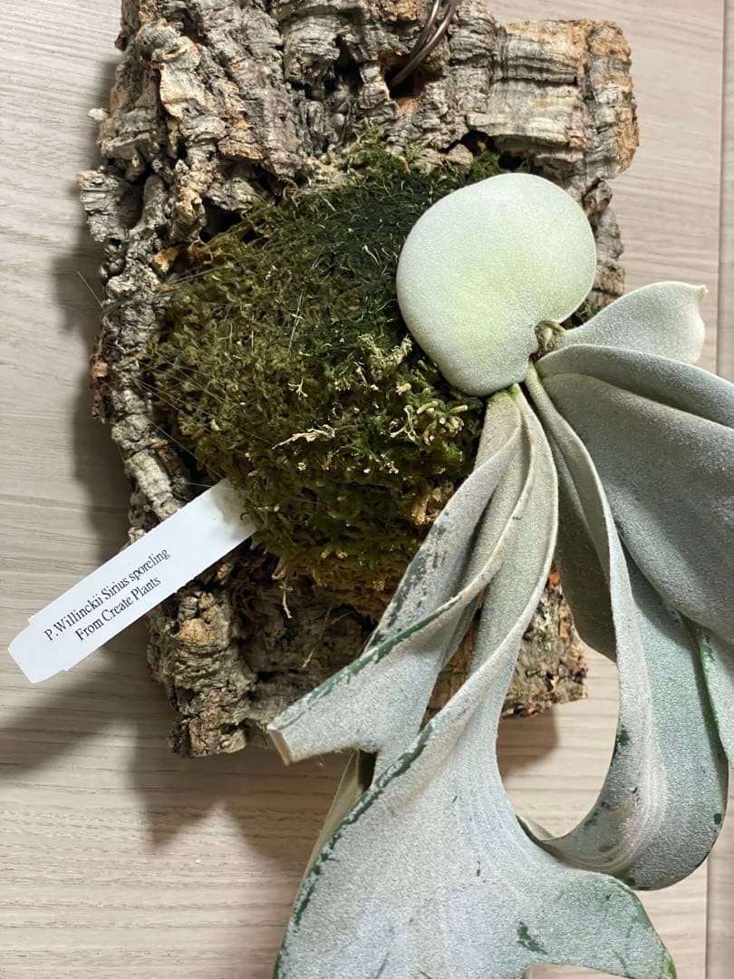 特白 大株P. Willinckii Sirius sporing ウィリンキー