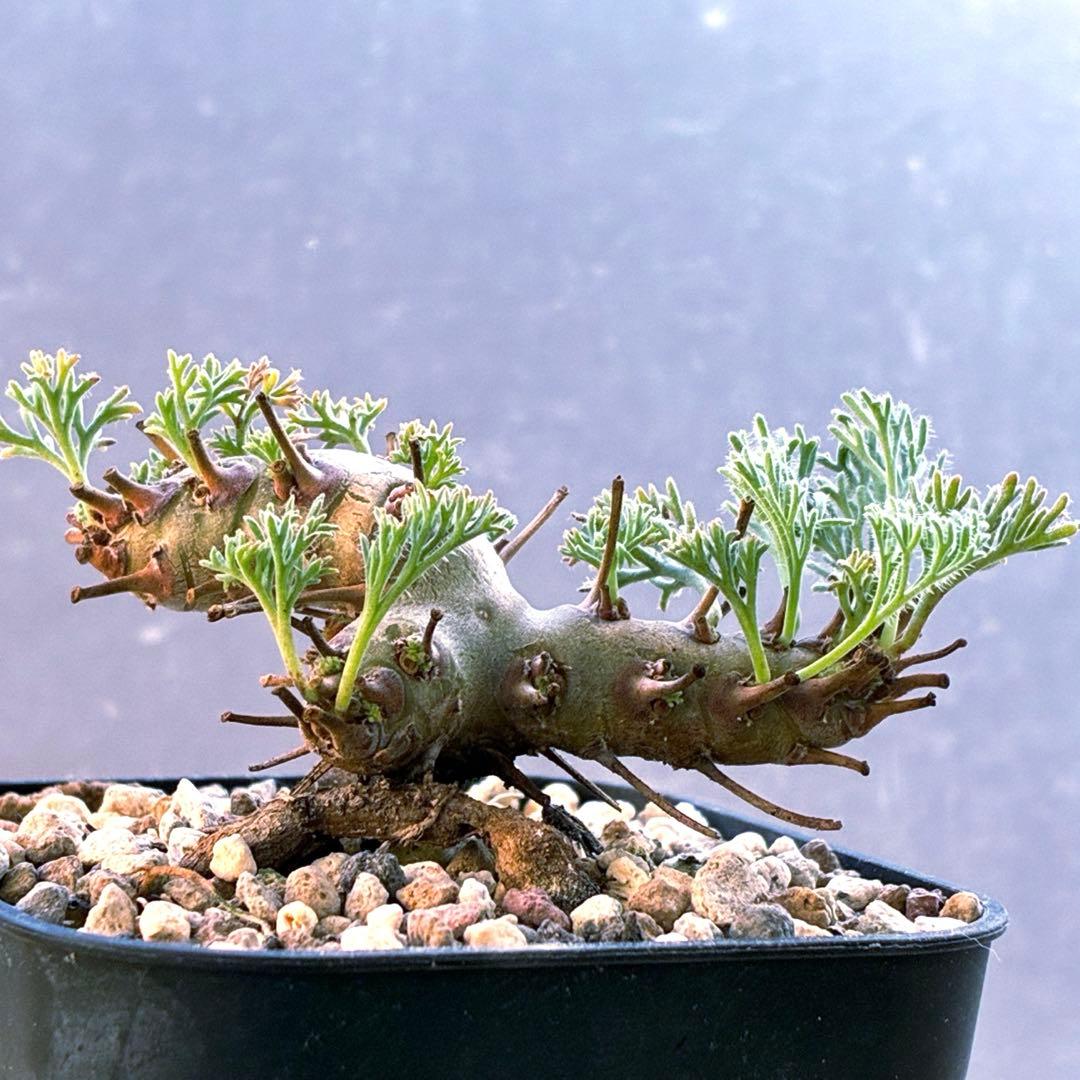 モンソニア　ムルチフィダ　実生　48