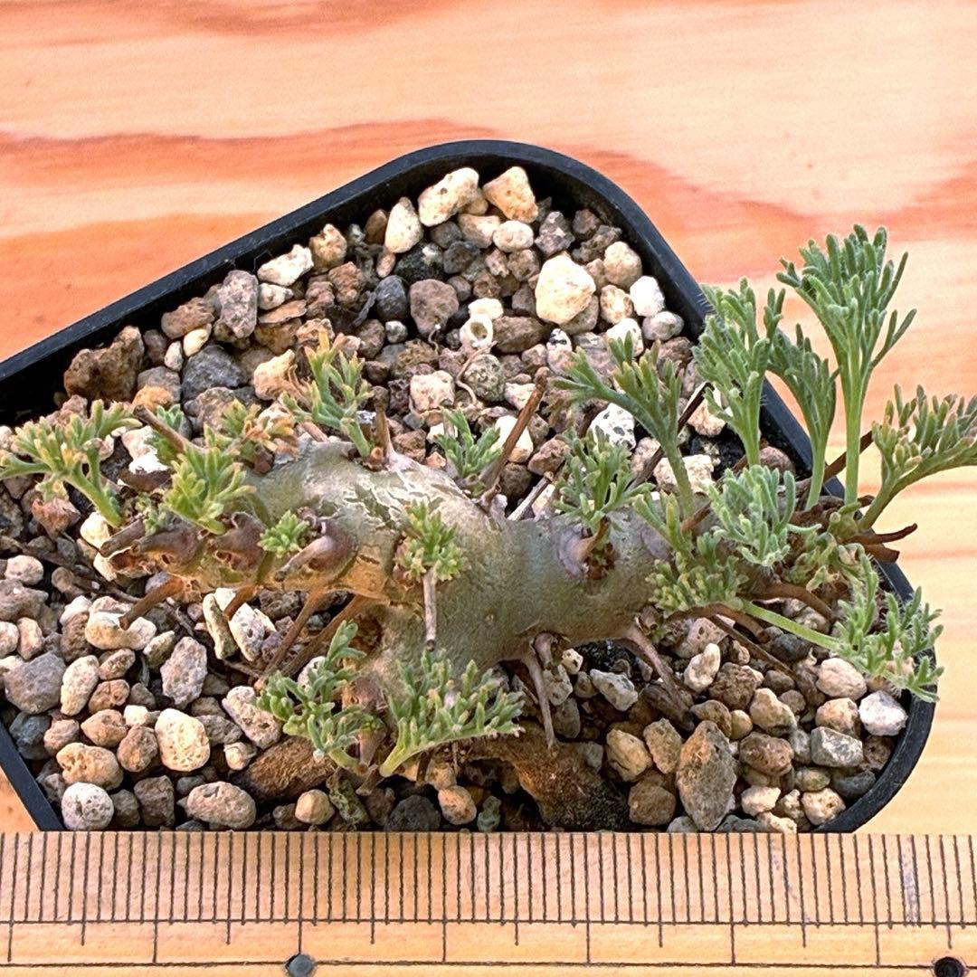 モンソニア　ムルチフィダ　実生　48