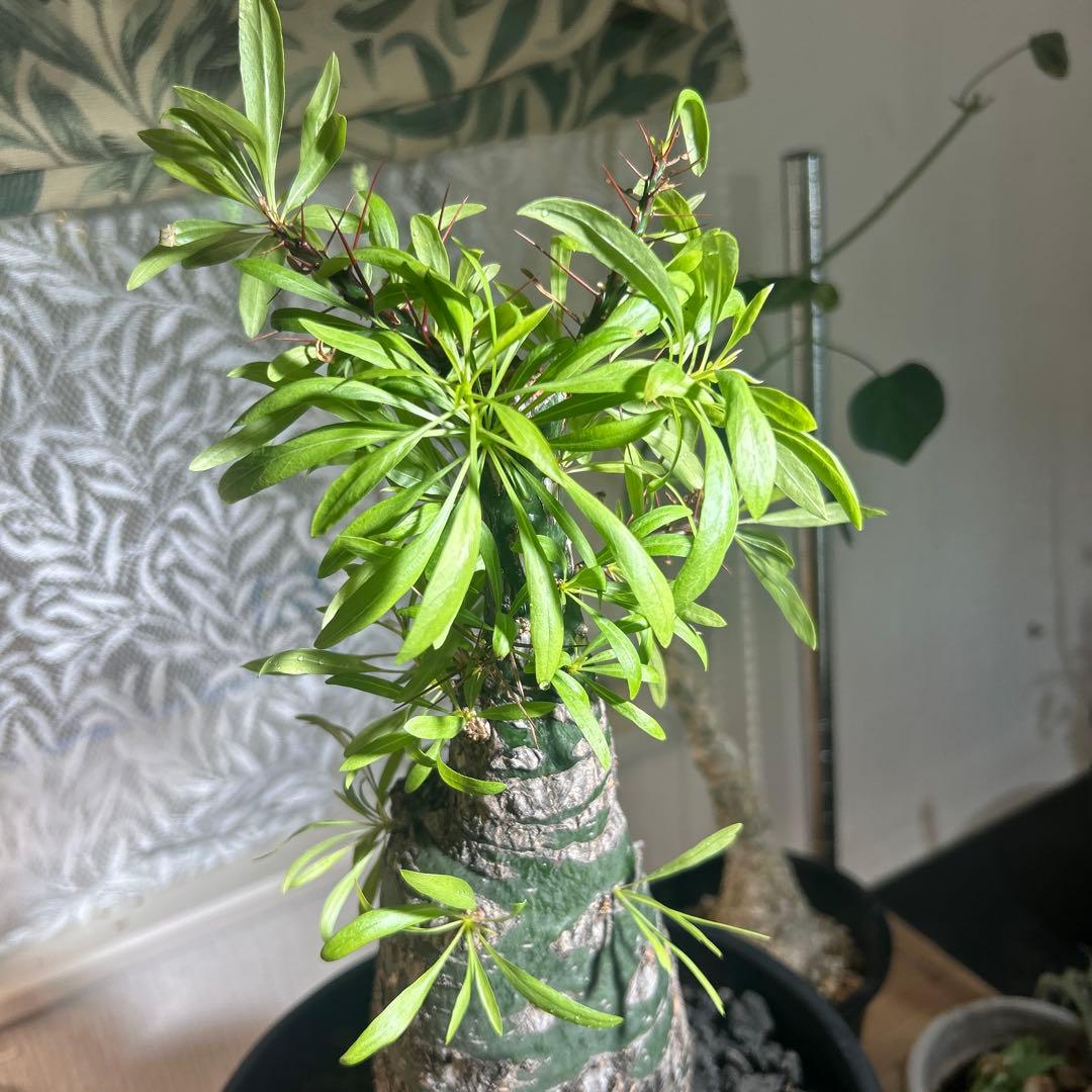 DEGさん専用　中型 塊根植物 Foquieria pulpusii