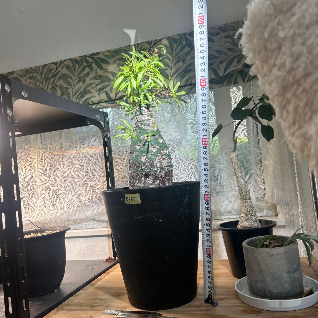 DEGさん専用　中型 塊根植物 Foquieria pulpusii