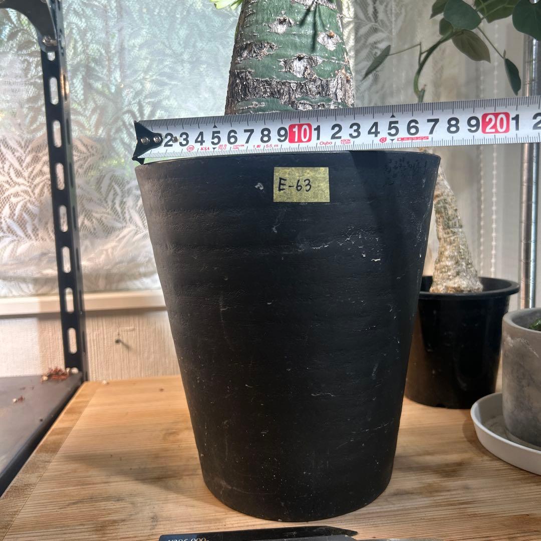 DEGさん専用　中型 塊根植物 Foquieria pulpusii