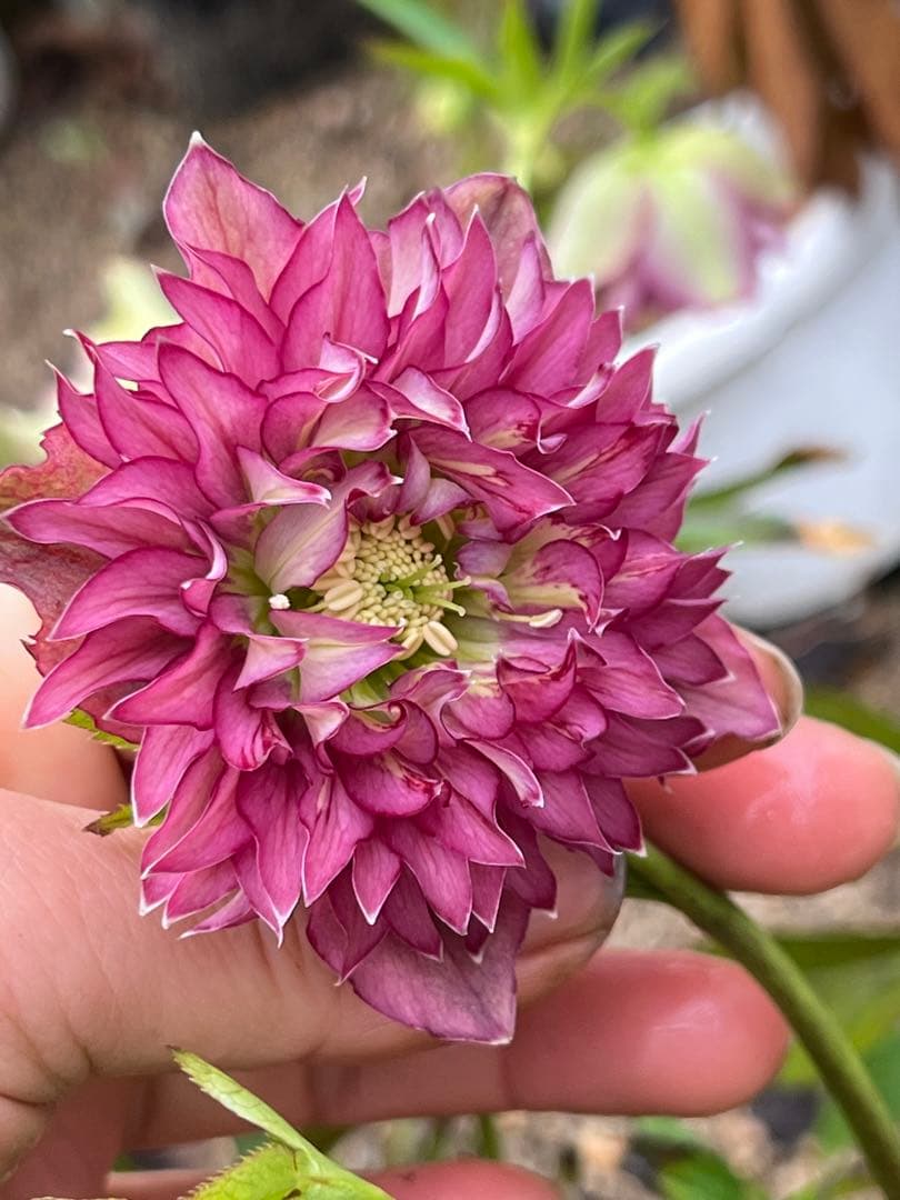 クリスマスローズ　超元気￼