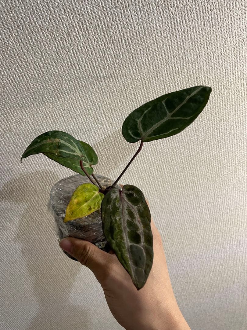 アンスリウム ミシェル ミュータント 変異レア個体 斑入り