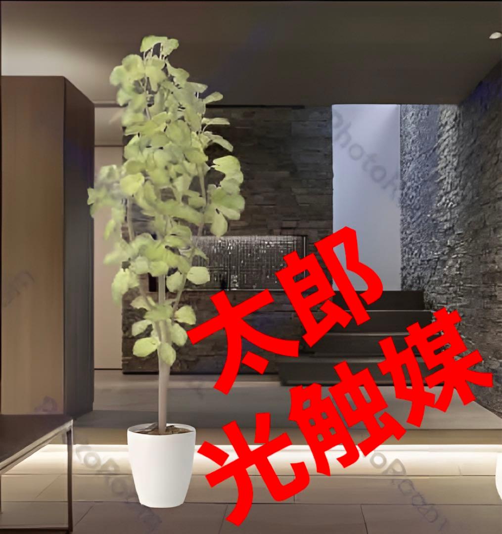 光触媒　人工観葉植物　ウォールグリーン　フェイクグリーン　スリムバウヒニア1.5