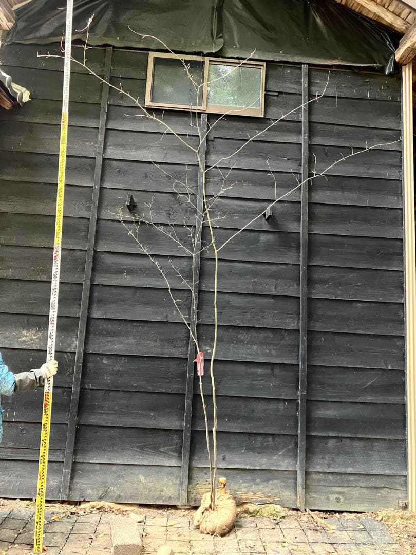 山採り　ウリカエデ　ヤマモミジ　混合株