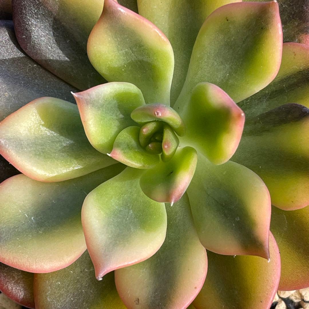 ひなまま☆！　シルバープリンス錦　ブラックプリンス錦覆輪