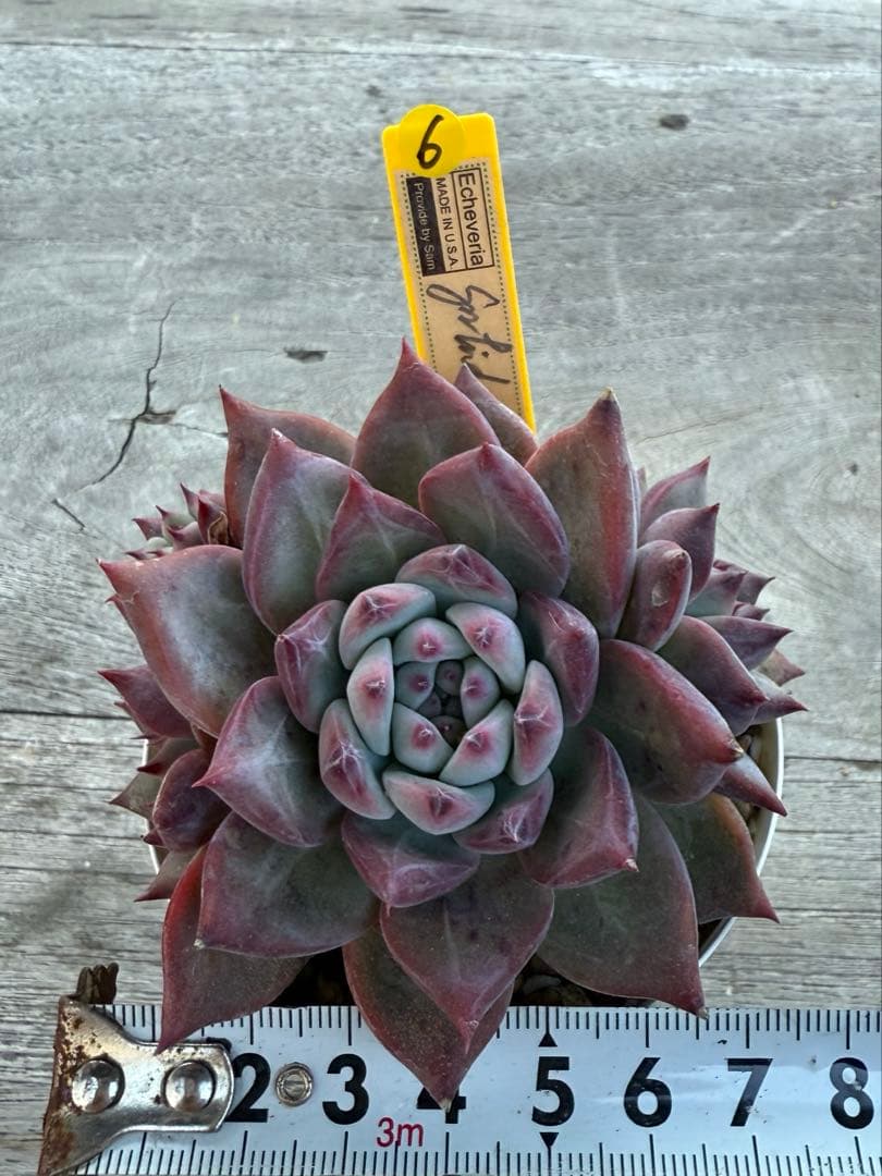 6 希少　SAMリンゼアナNo.6 カリフォルニア輸入　多肉植物
