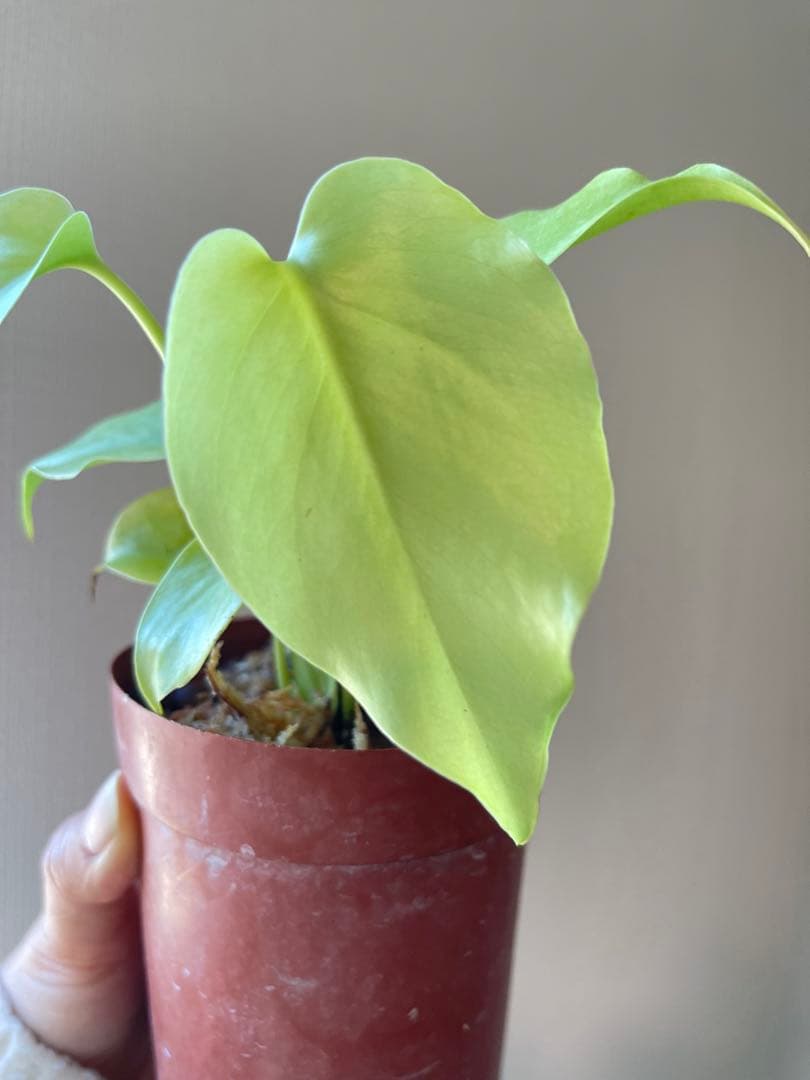 モンステラ・ポトス Monstera Deliciosa Lemon Lime